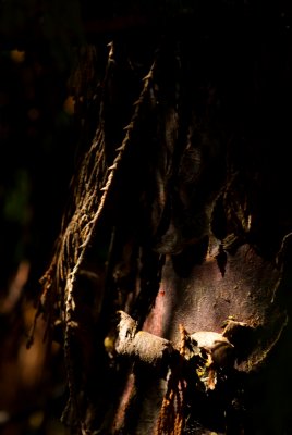Chamaecyparis nootkatensis 'Pendula' - cypřišek nutkajský - borka